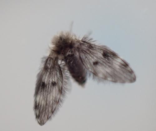 Pneumia sp.